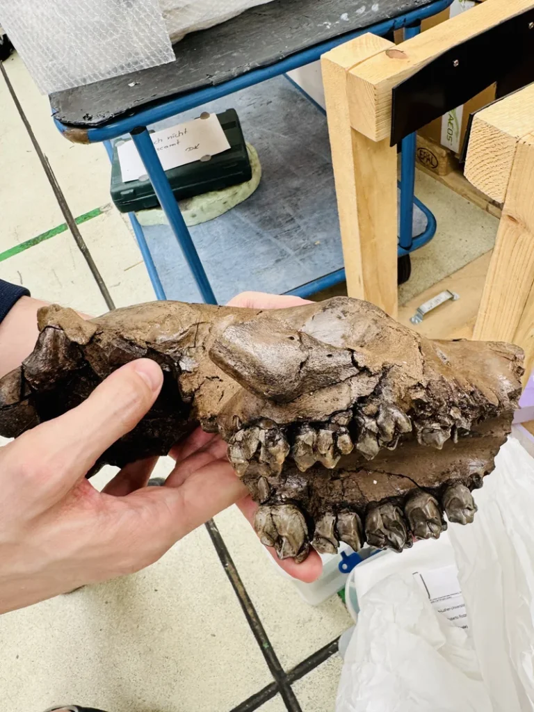 Oberkiefer eines ausgestorbenen Hyrachyus