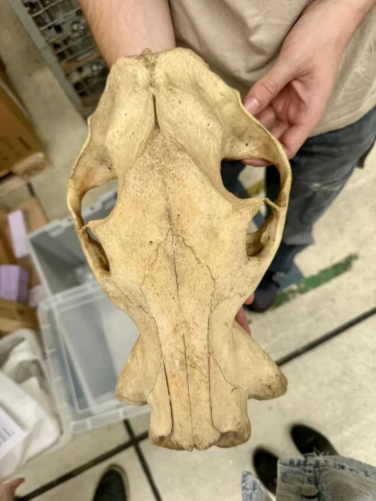 Schädel eines Zwergflusspferds