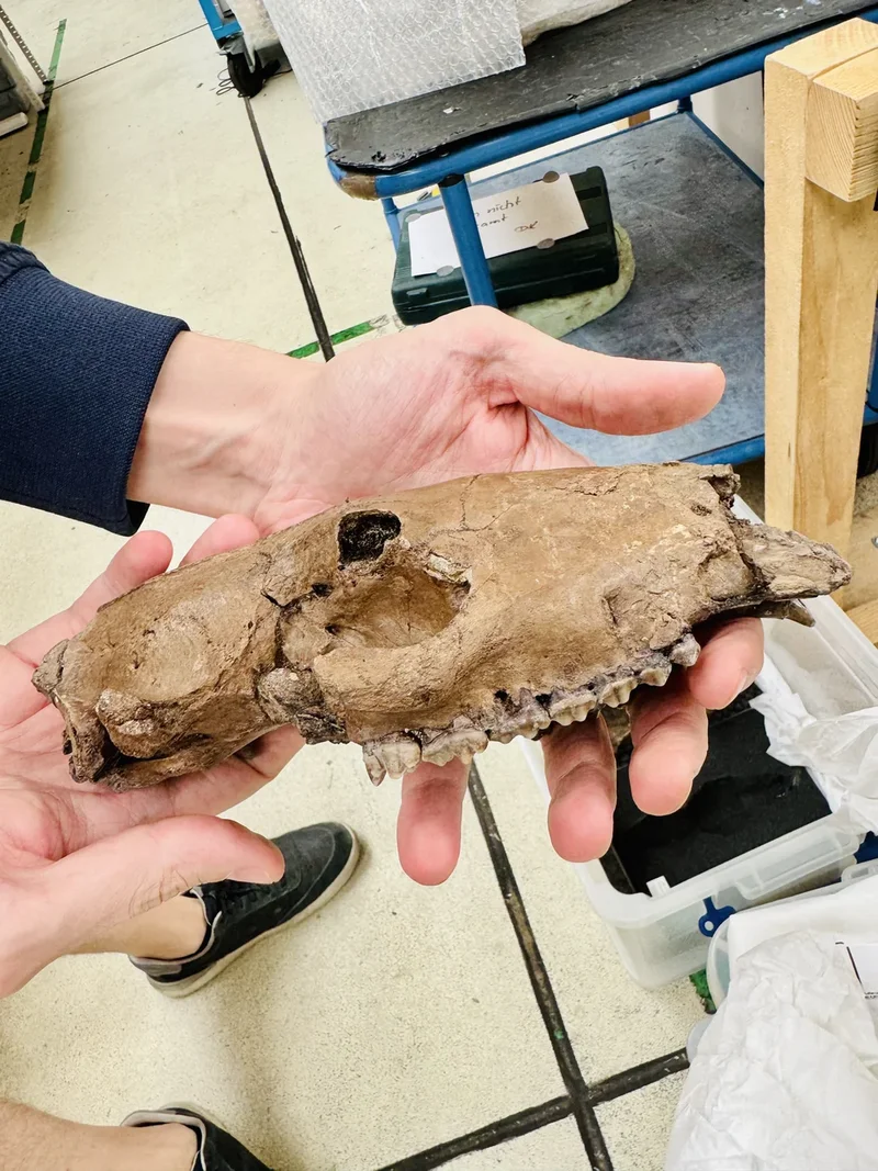 Archäologie & Paläontologie