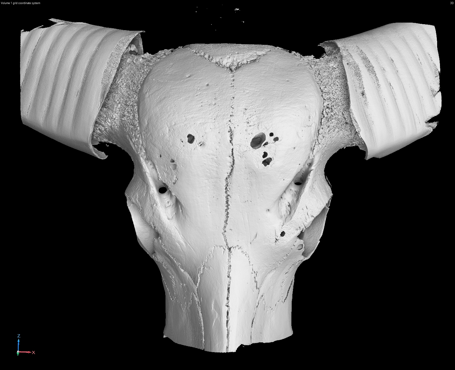 Palaeontology meets industrial CT: a 3D view of fossils